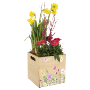GARDENLINE Bepflanzte Holzgefäße
