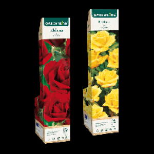 GARDENLINE Edel- / Beet- / Kletterrose 1.99&nbsp;&euro;
