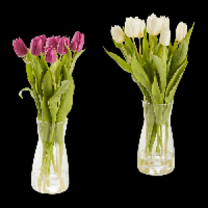 GARDENLINE Tulpen