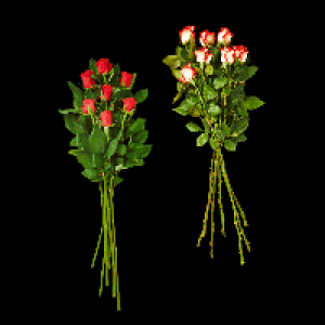 GARDENLINE Langstielige Rosen