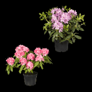 GARDENLINE Rhododendron-Busch