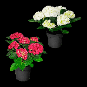 GARDENLINE Hortensien-Busch 6.99 €
