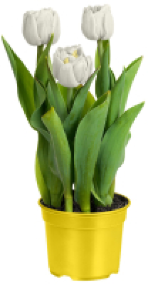 Kaufland  Tulpe
