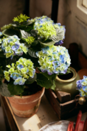 Kaufland  Hortensie