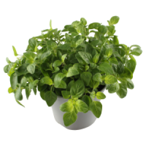 GARDENLINE Kräuter