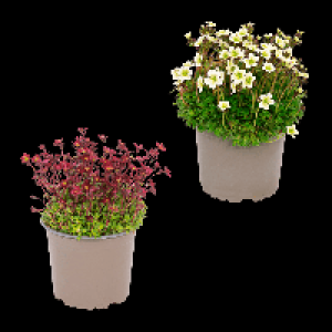 GARDENLINE Polsterstaude 1.29 €