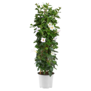 GARDENLINE Dipladenie Pyramide weiß