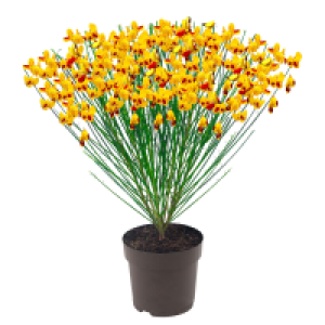 GARDENLINE Edelginster Apricot Gem