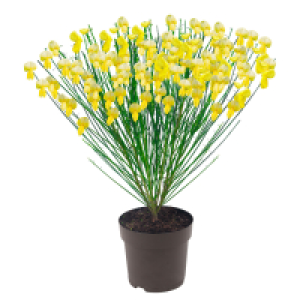 GARDENLINE Edelginster Allgold