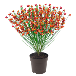 GARDENLINE Edelginster Lena