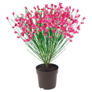 GARDENLINE Edelginster Zeelandia