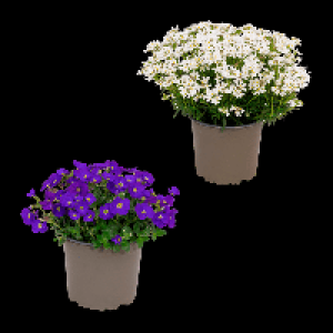 Aldi Nord Gardenline GARDENLINE Polsterstaude