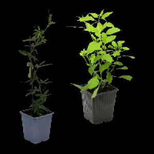 GARDENLINE Rankpflanze