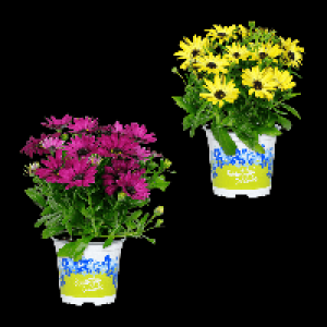 GARDENLINE Kapmargerite