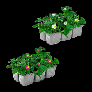 GARDENLINE Erdbeerpflanzen