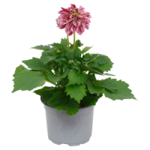 GARDENLINE Schopflavendel 2.89 €
