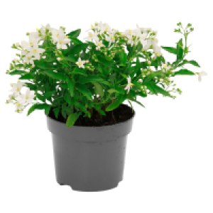 Aldi Süd  GARDENLINE Jasmin-Nachtschatten