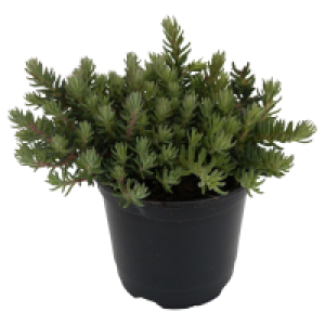 Aldi Süd  GARDENLINE Stauden Mix
