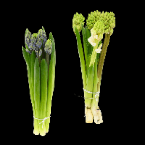 Aldi Nord Gardenline GARDENLINE Hyazinthen