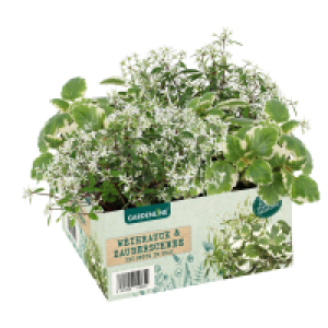 GARDENLINE Strukturpflanzen 4er-Pack