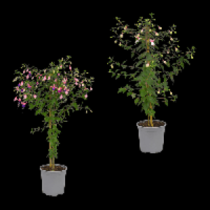 GARDENLINE Fuchsienstamm