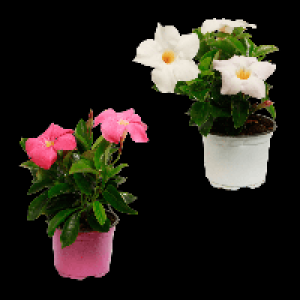 GARDENLINE Dipladenia 3.79 €