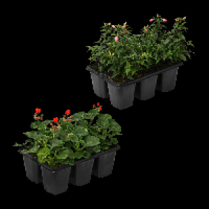 GARDENLINE Geranien / Fuchsien 3.79 €