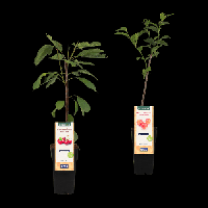 Aldi Nord Gardenline GARDENLINE Mini-Obstbaum