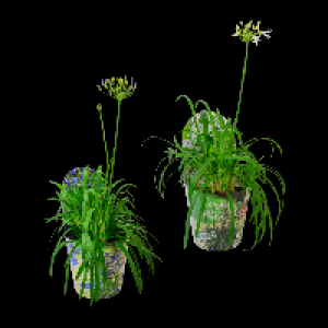 Aldi Nord Gardenline GARDENLINE Schmucklilie Summer Love im Potcover