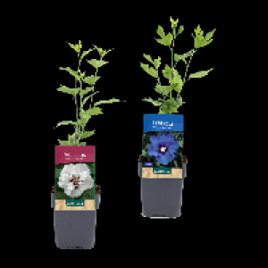 GARDENLINE Gartenhibiskus 3.49 €