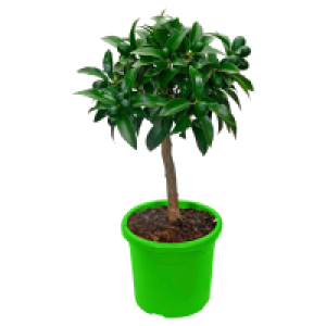 GARDENLINE Mediterranes Stämmchen Feige