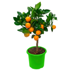 GARDENLINE Calamondinorange