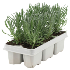 GARDENLINE Lavendel 6er-Tray