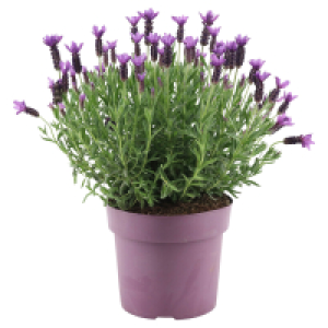GARDENLINE Lavendel T 19