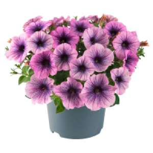 GARDENLINE Petunie GO!tunia
