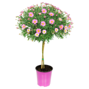 GARDENLINE Margeritenstämmchen, rosa