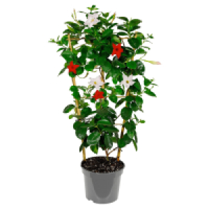 GARDENLINE Dipladenie Spalier Duo