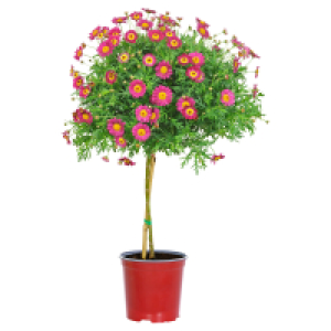 GARDENLINE Margeritenstämmchen, rot