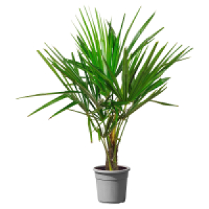 GARDENLINE Chin. Hanfpalme