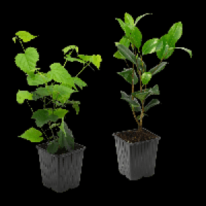 GARDENLINE Kübelpflanze