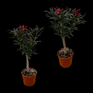 GARDENLINE Oleander-Stamm