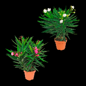 GARDENLINE Oleander-Busch