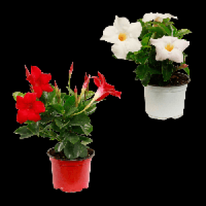 GARDENLINE Dipladenia