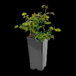 GARDENLINE Premiumrose