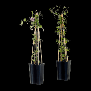 GARDENLINE Clematis
