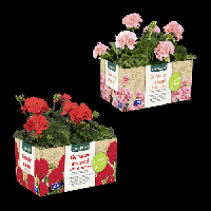 Aldi Nord Gardenline GARDENLINE Geranien / Fuchsien