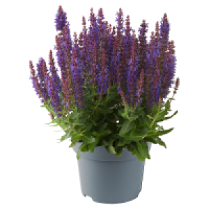 Aldi Süd  GARDENLINE Steppen-Salbei