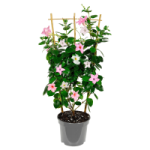 Aldi Süd  GARDENLINE Dipladenie Ampel Duo