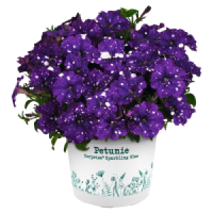 Aldi Süd  GARDENLINE Petunien