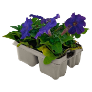 Aldi Süd  GARDENLINE Beetpflanzen 4er-Set